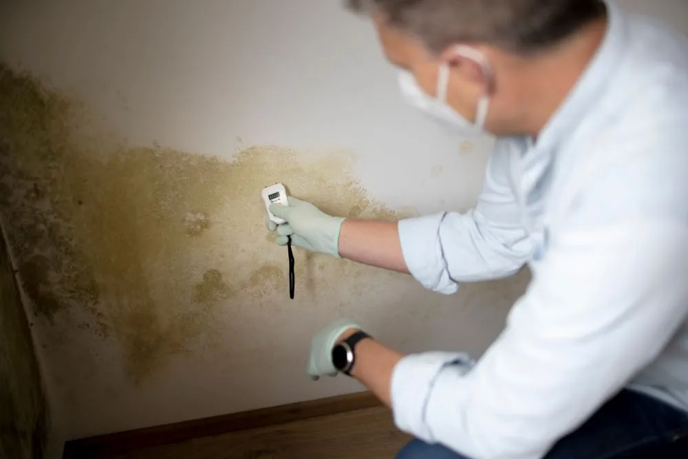 mold remediation services - 2