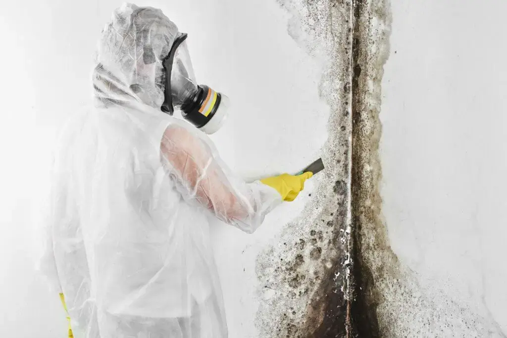 mold remediation services